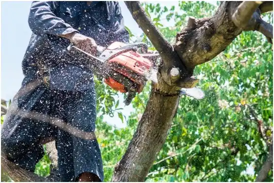 tree services Kenosha